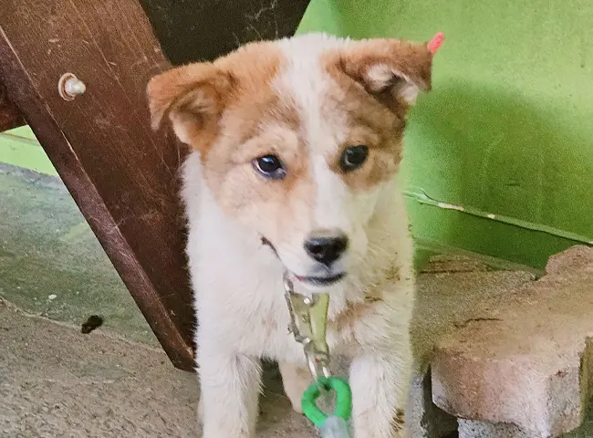 믹스견 보호중 사진