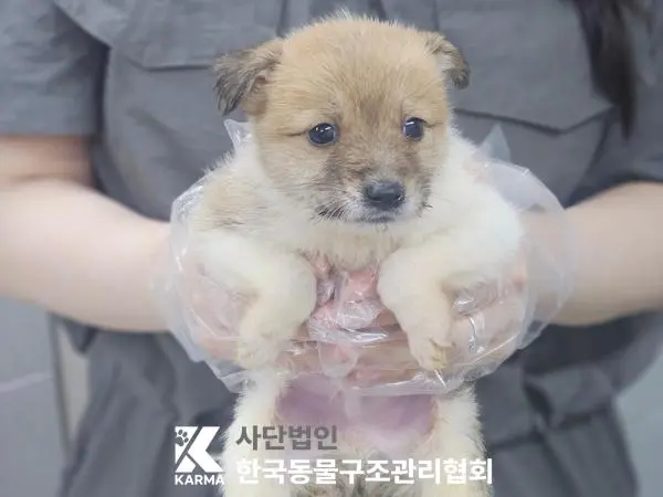 믹스견 보호중 사진
