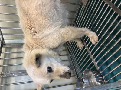 믹스견 보호중 사진