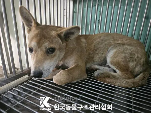 믹스견 보호중 사진
