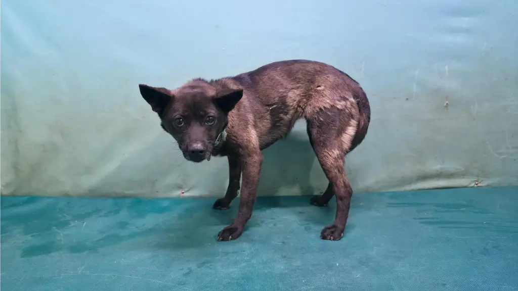 믹스견 보호중 사진