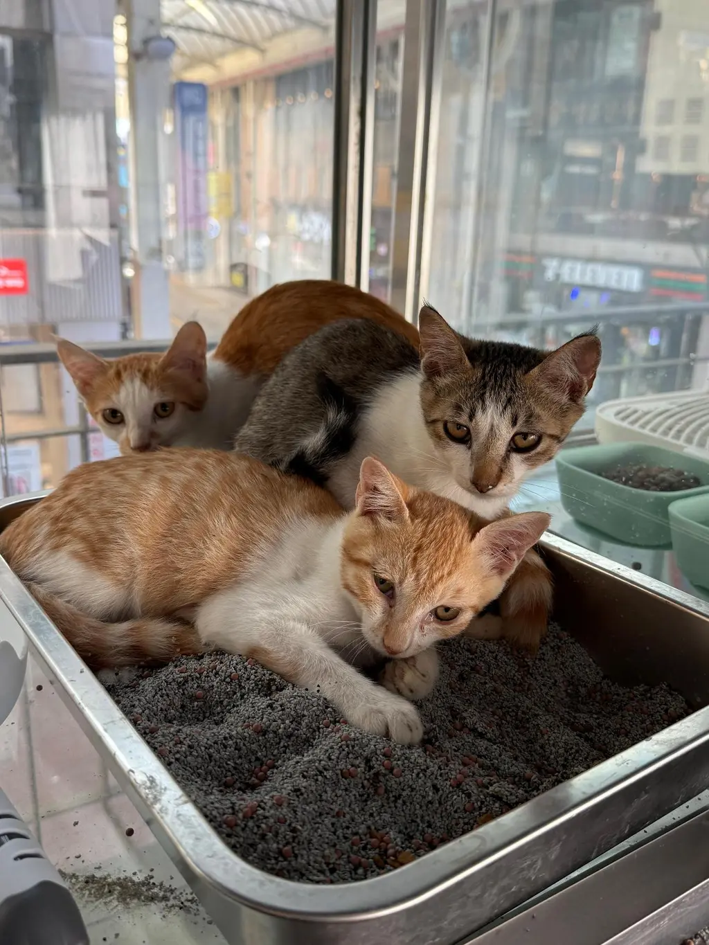 한국 고양이 보호중 사진