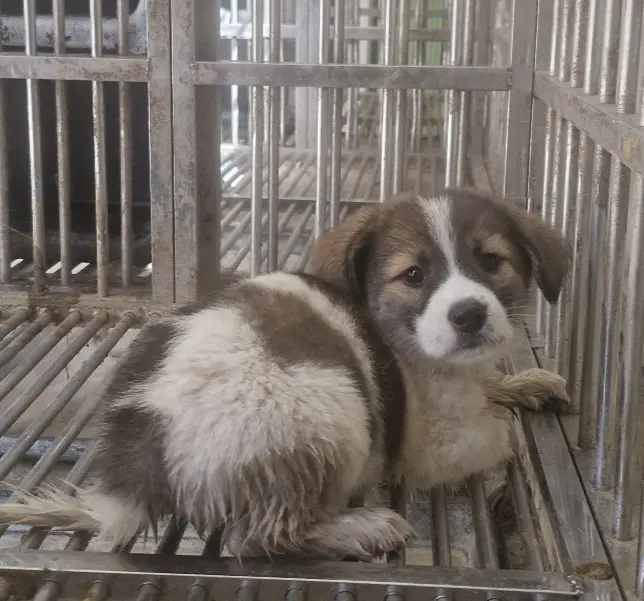 믹스견 보호중 사진