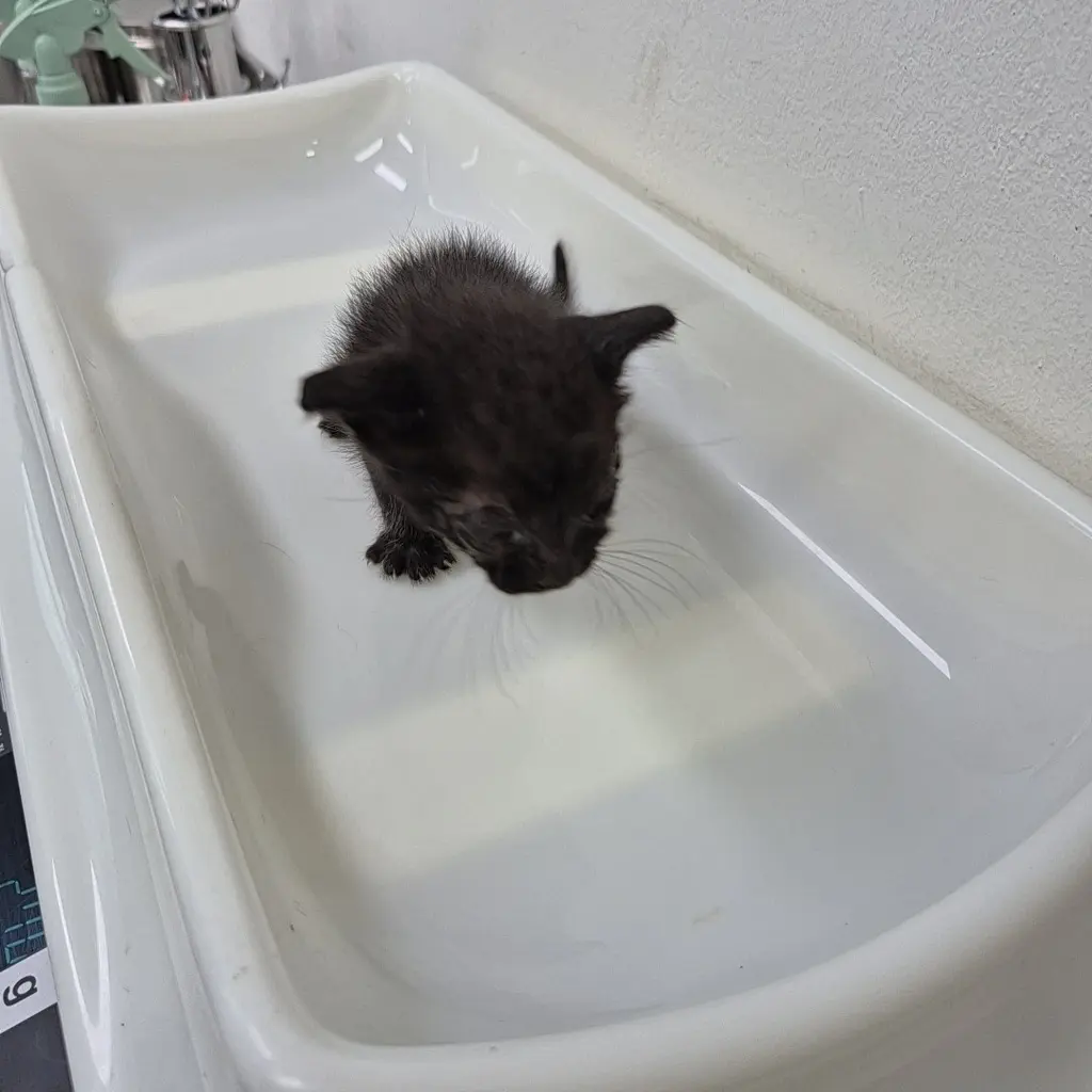 한국 고양이 보호중 사진