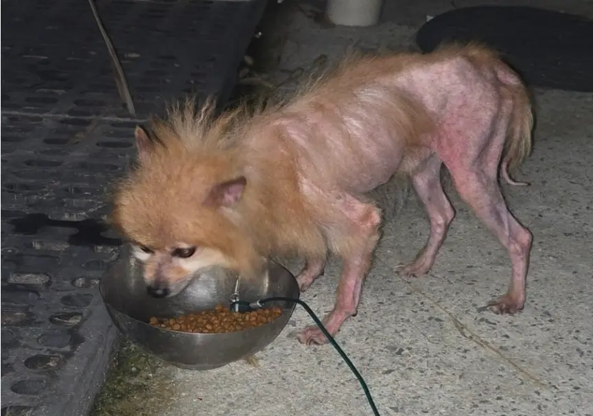 포메라니안 보호중 사진