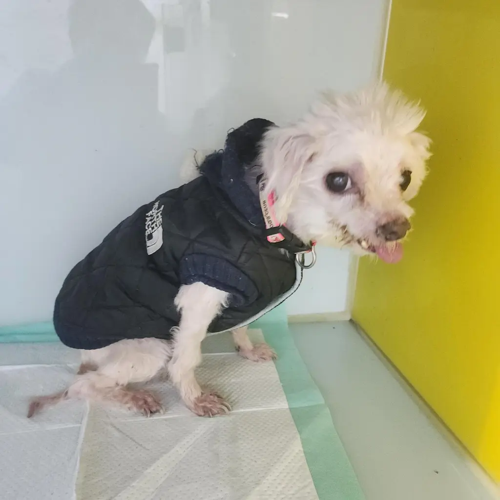 말티즈 보호중 사진