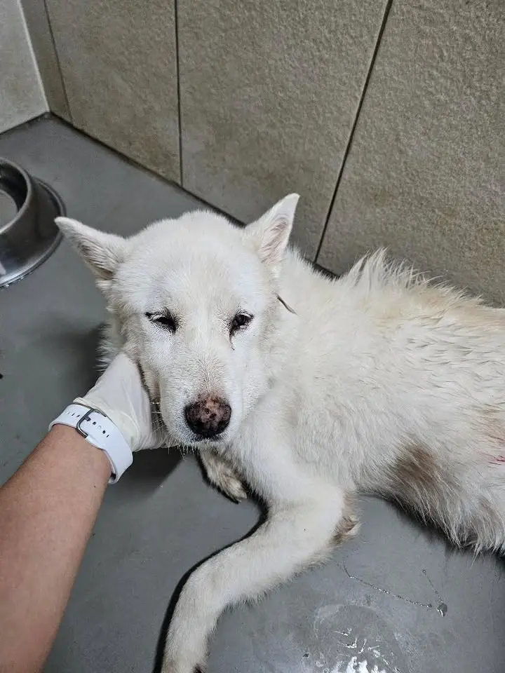 믹스견 보호중 사진