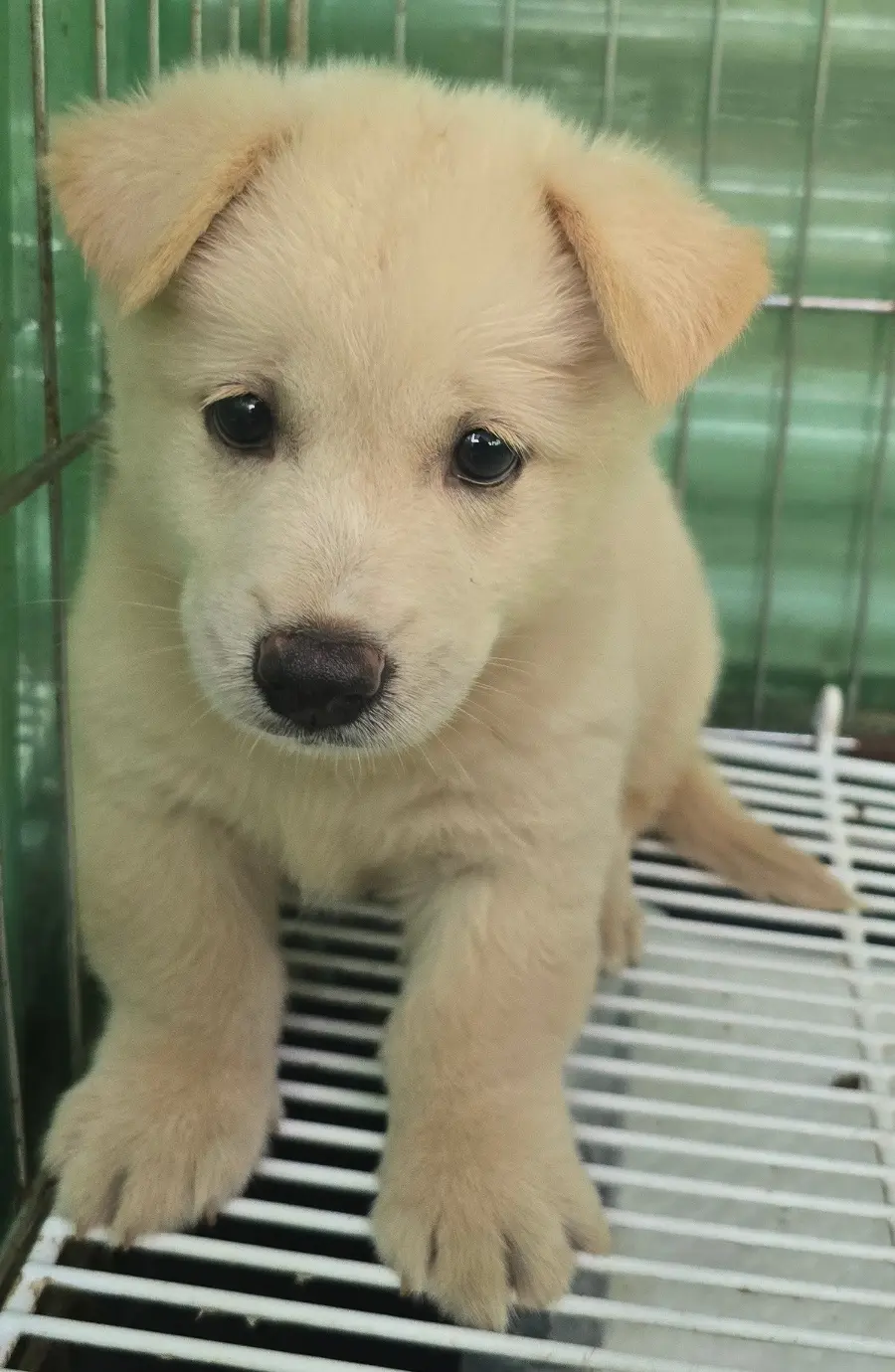 믹스견 보호중 사진