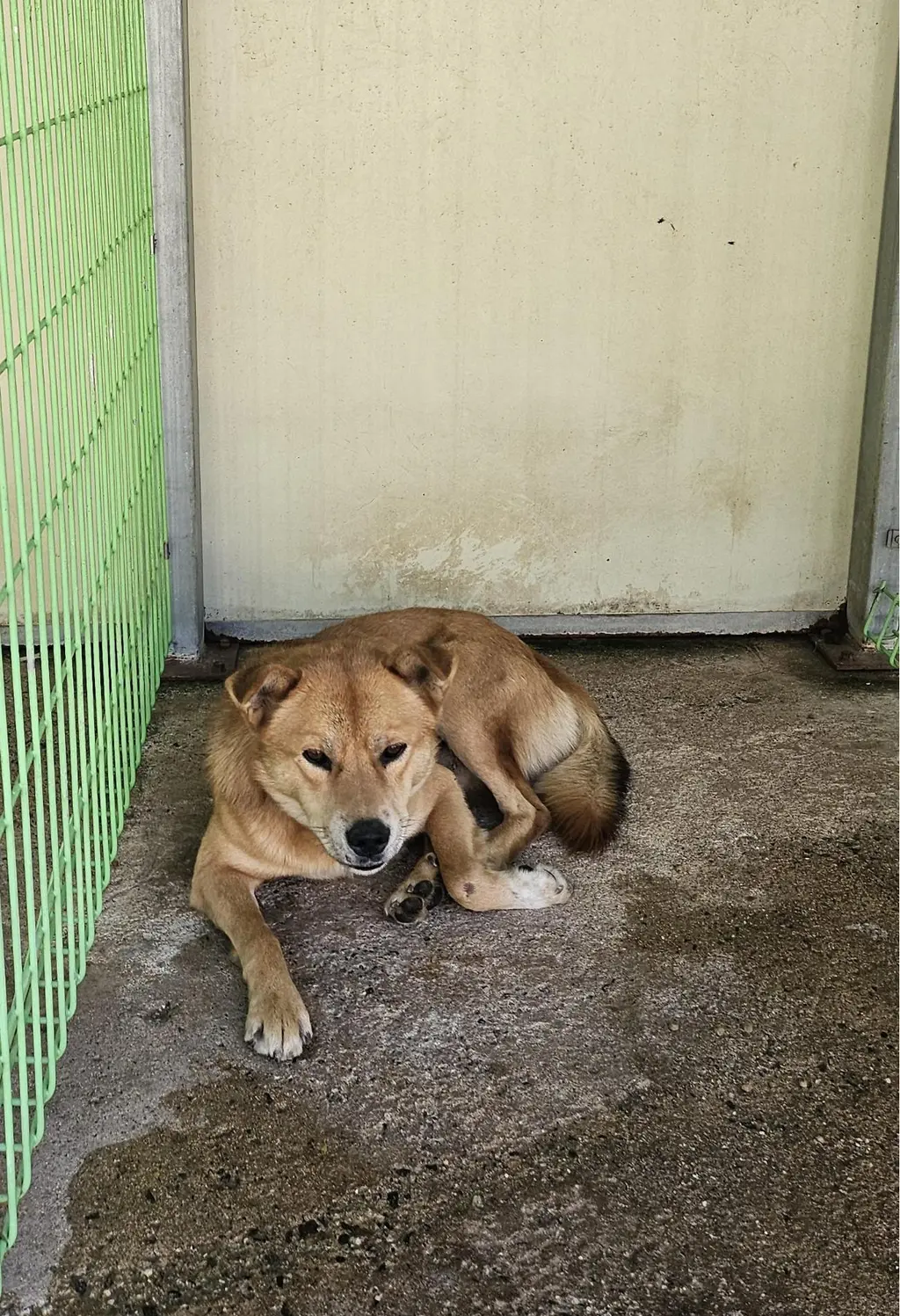 믹스견 보호중 사진