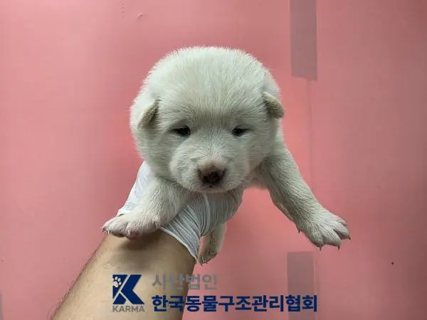 믹스견 보호중 사진