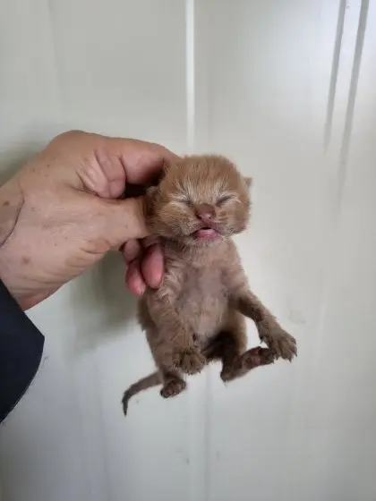 한국 고양이 보호중 사진