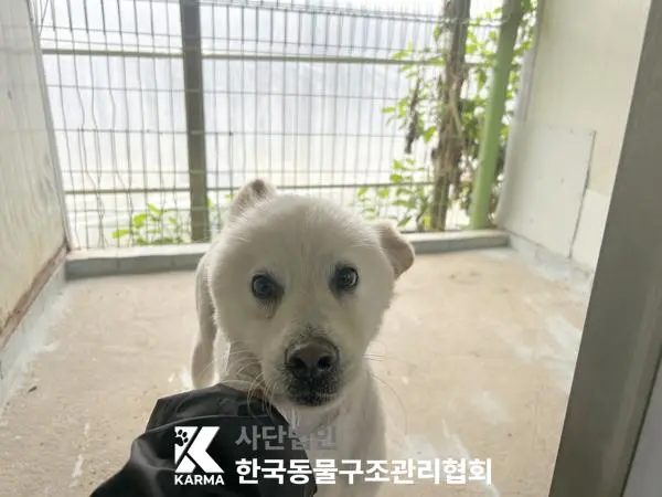 믹스견 보호중 사진