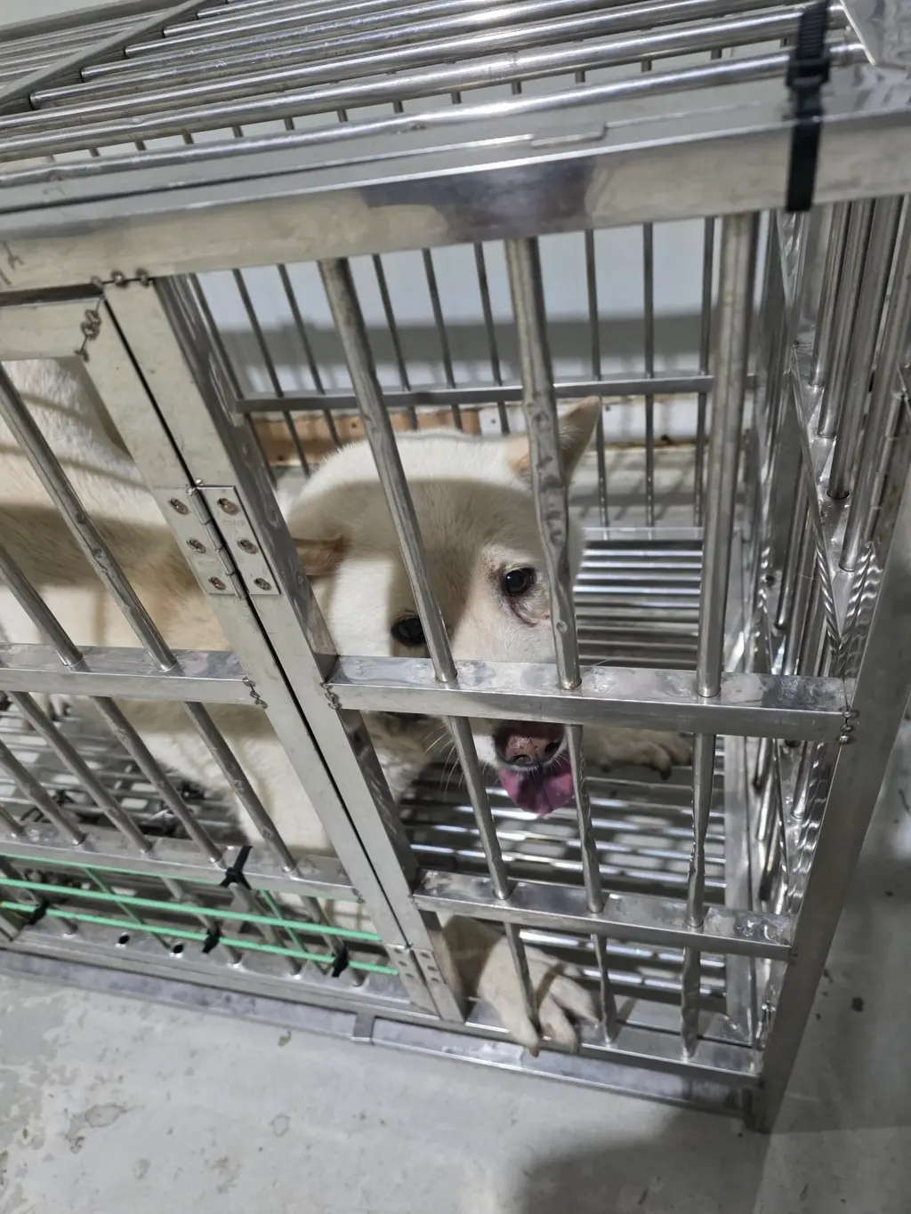 믹스견 보호중 사진