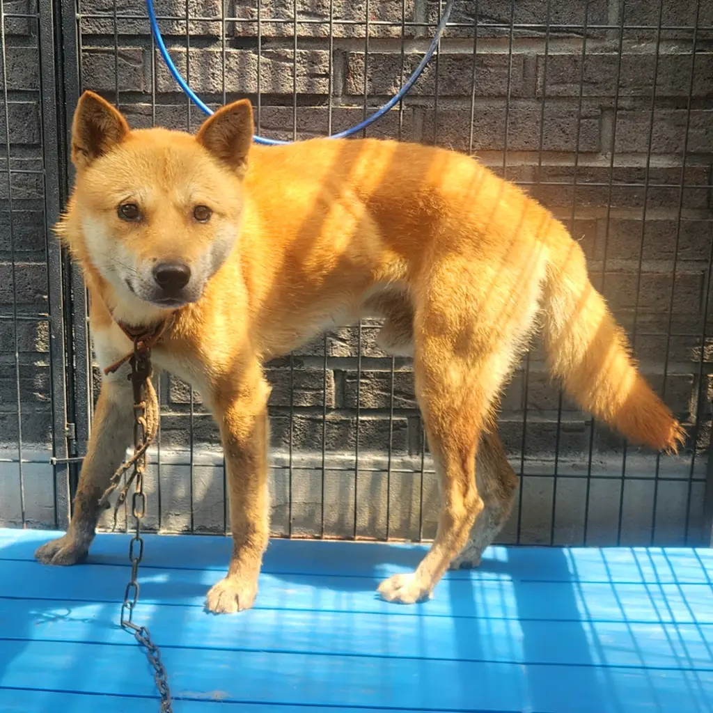 믹스견 보호중 사진