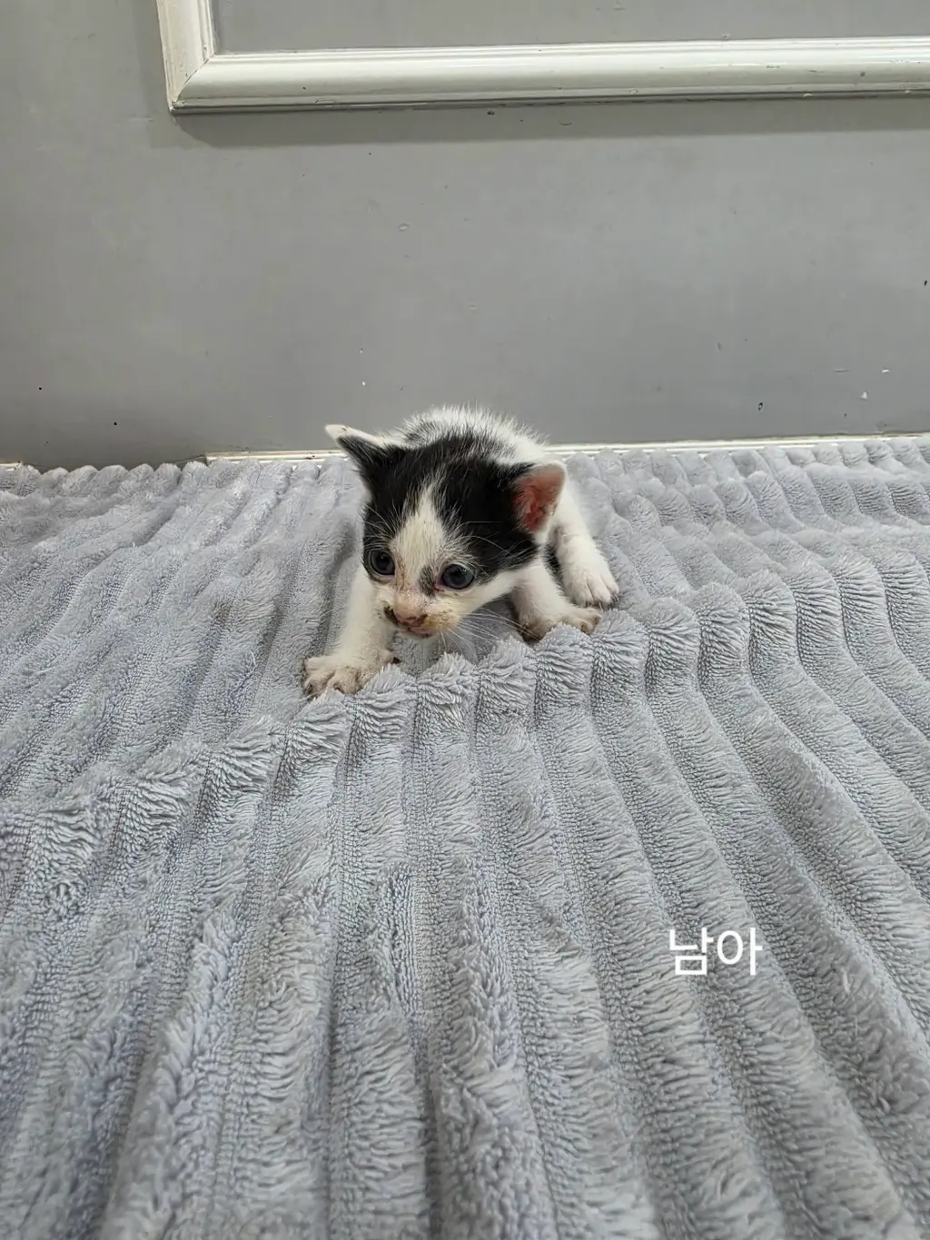 한국 고양이 보호중 사진