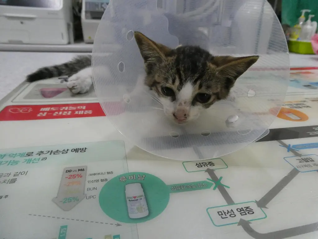 한국 고양이 보호중 사진