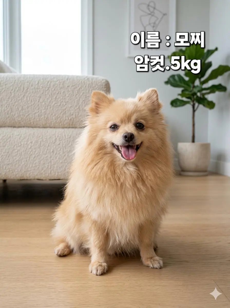 포메라니안 보호중 사진