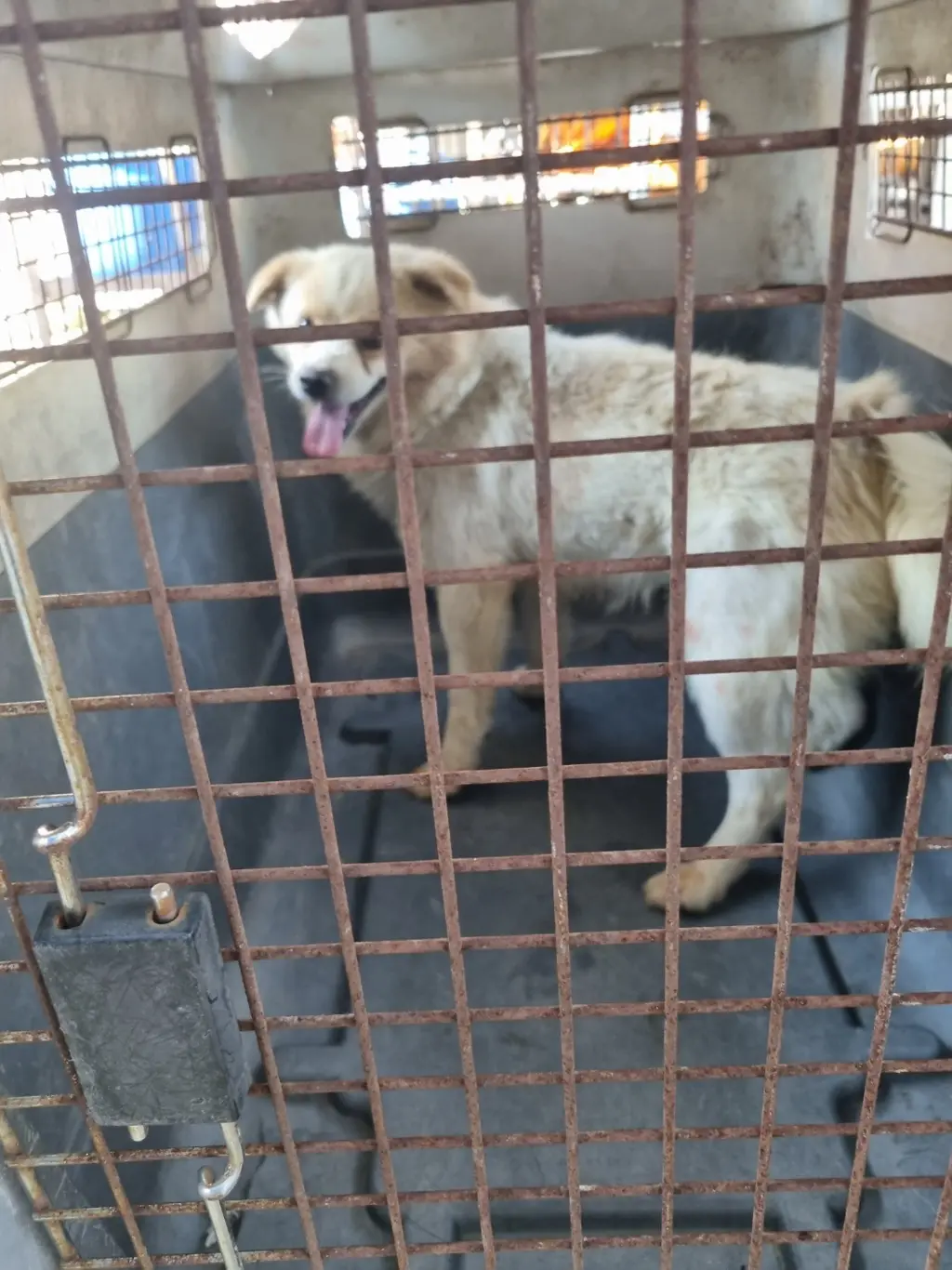 믹스견 보호중 사진