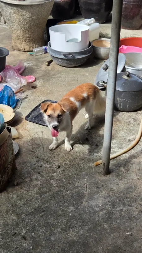 믹스견 보호중 사진