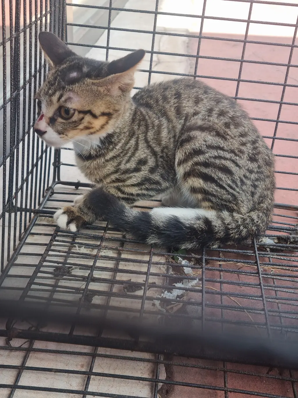 믹스묘 보호중 사진