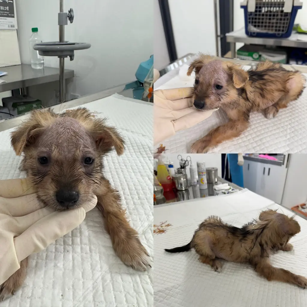믹스견 보호중 사진