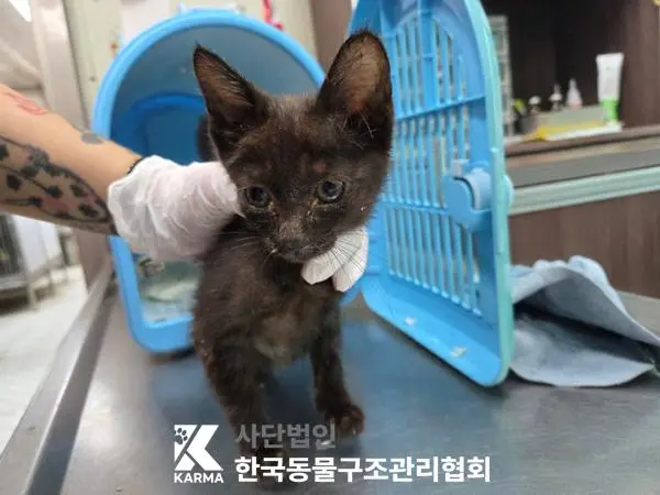 한국 고양이 보호중 사진