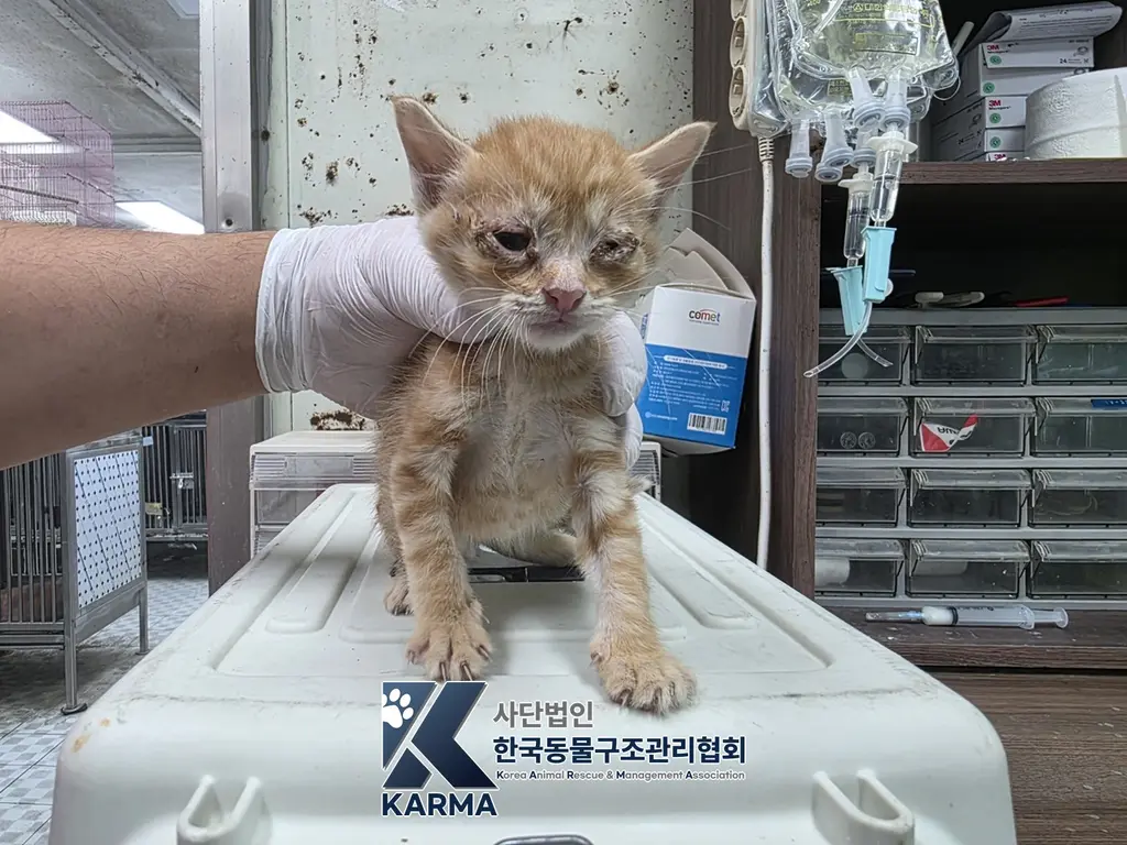 한국 고양이 보호중 사진