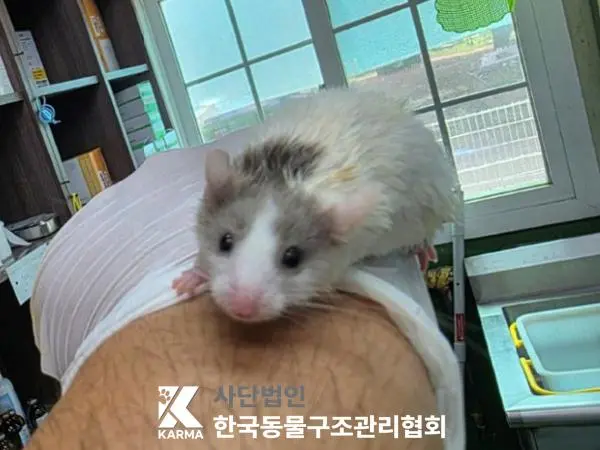 기타축종 보호중 사진