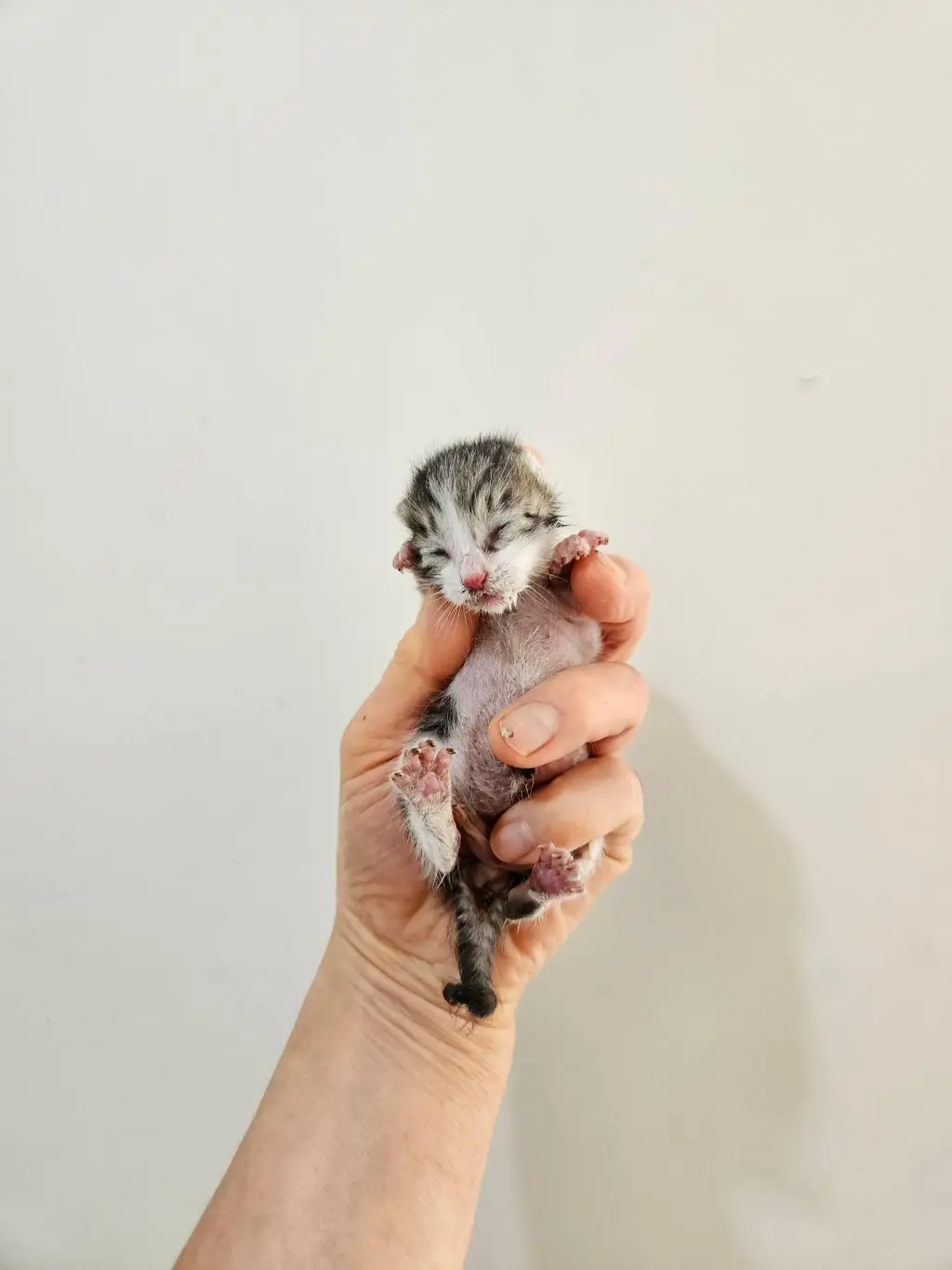 한국 고양이 보호중 사진