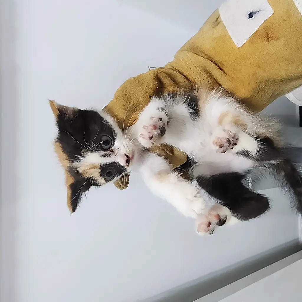 한국 고양이 보호중 사진