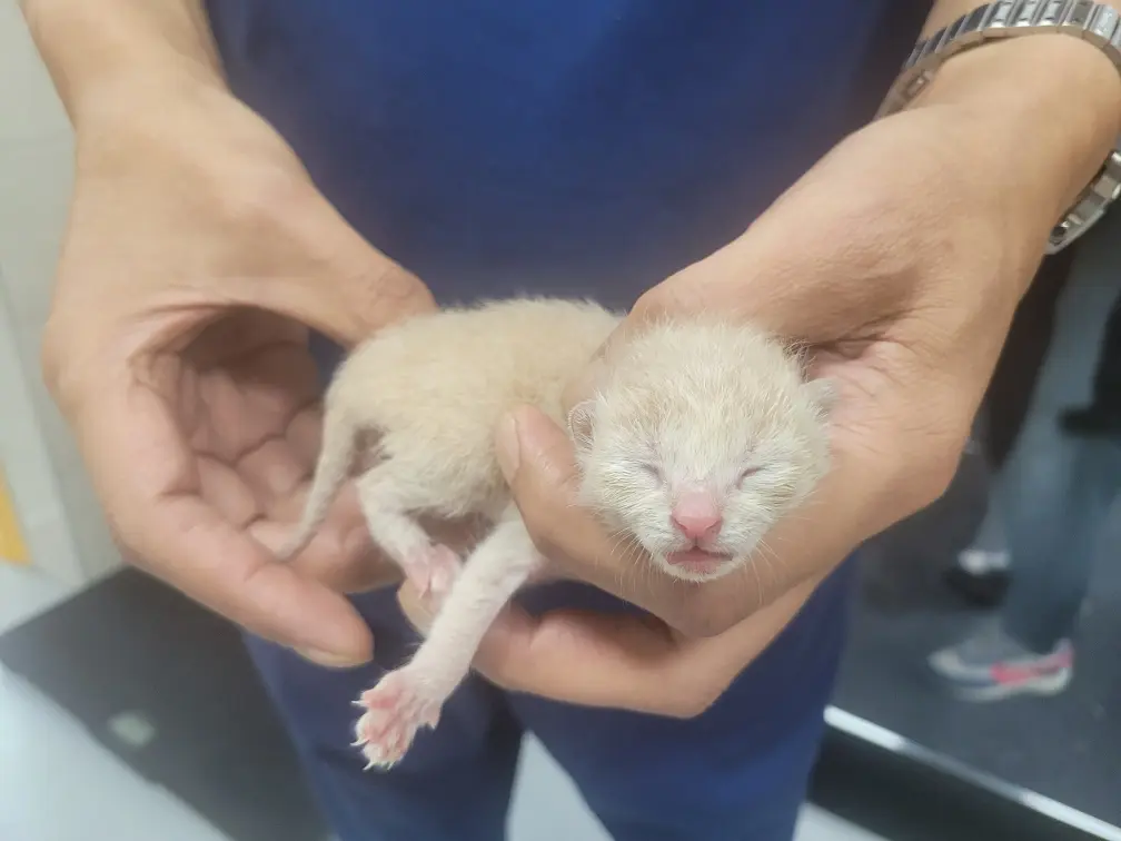 한국 고양이 보호중 사진
