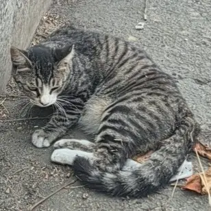 한국 고양이 보호중 사진