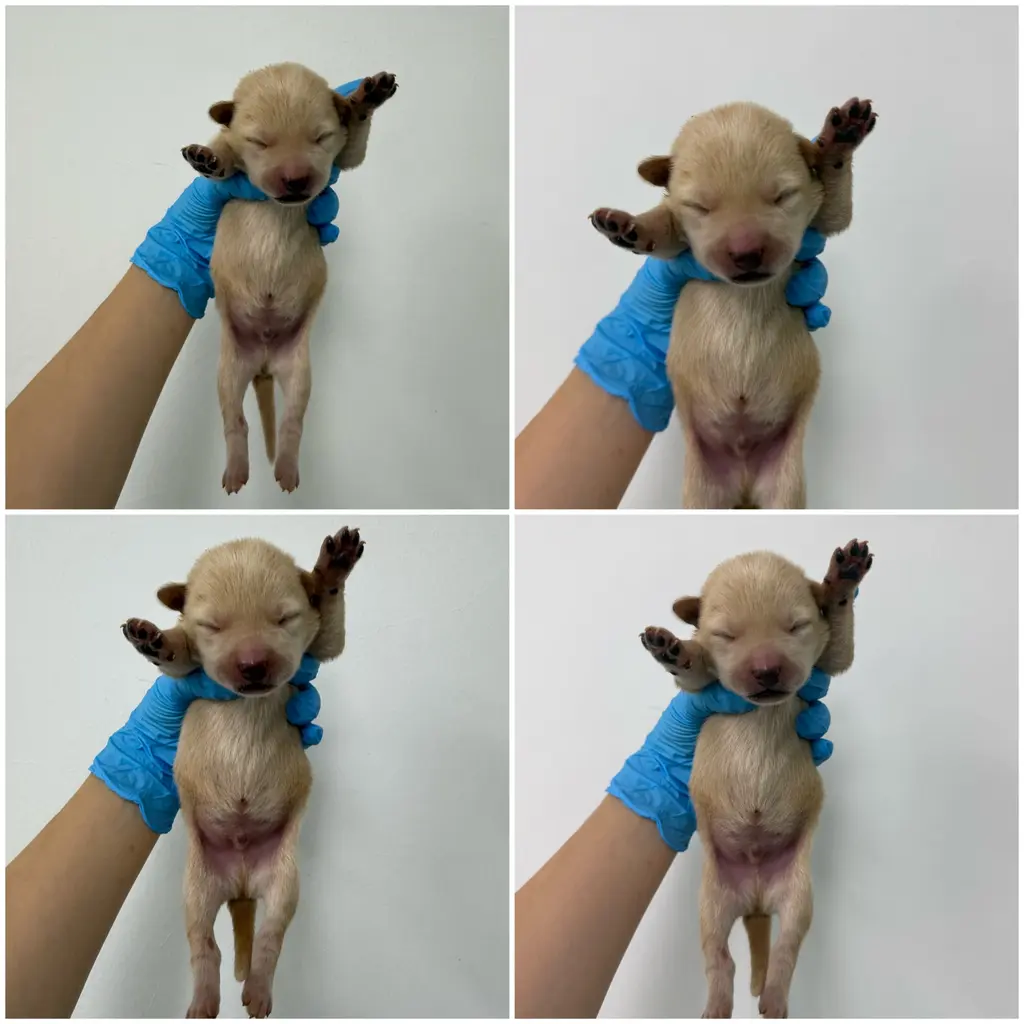 믹스견 보호중 사진