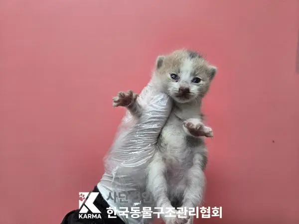 한국 고양이 보호중 사진
