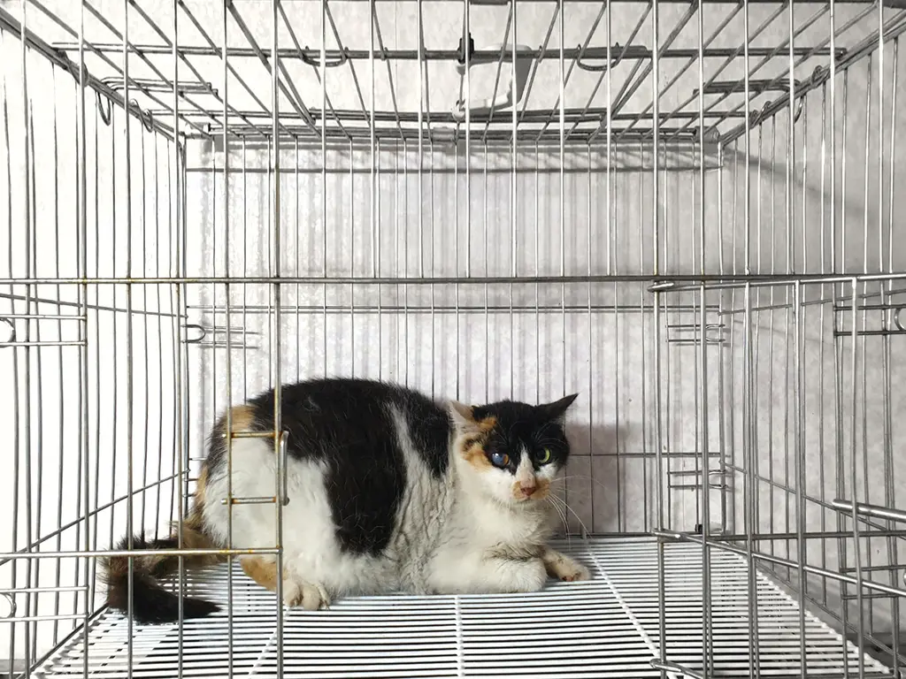 한국 고양이 보호중 사진