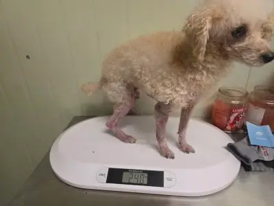 푸들 보호중 사진