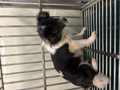 믹스견 보호중 사진