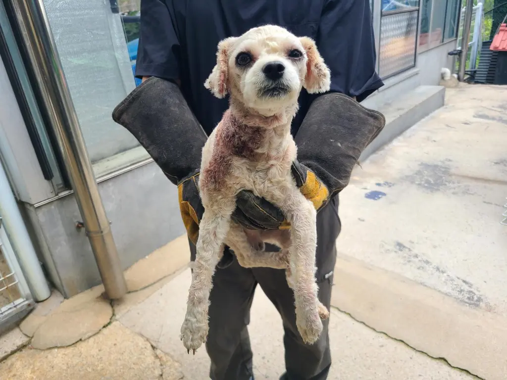 푸들 보호중 사진