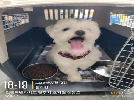 말티즈 보호중 사진