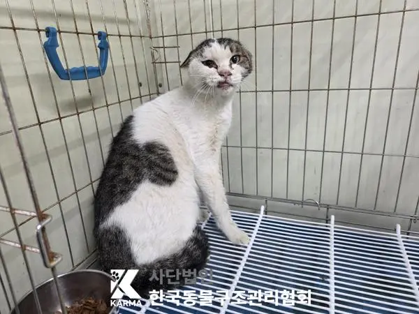 한국 고양이 보호중 사진