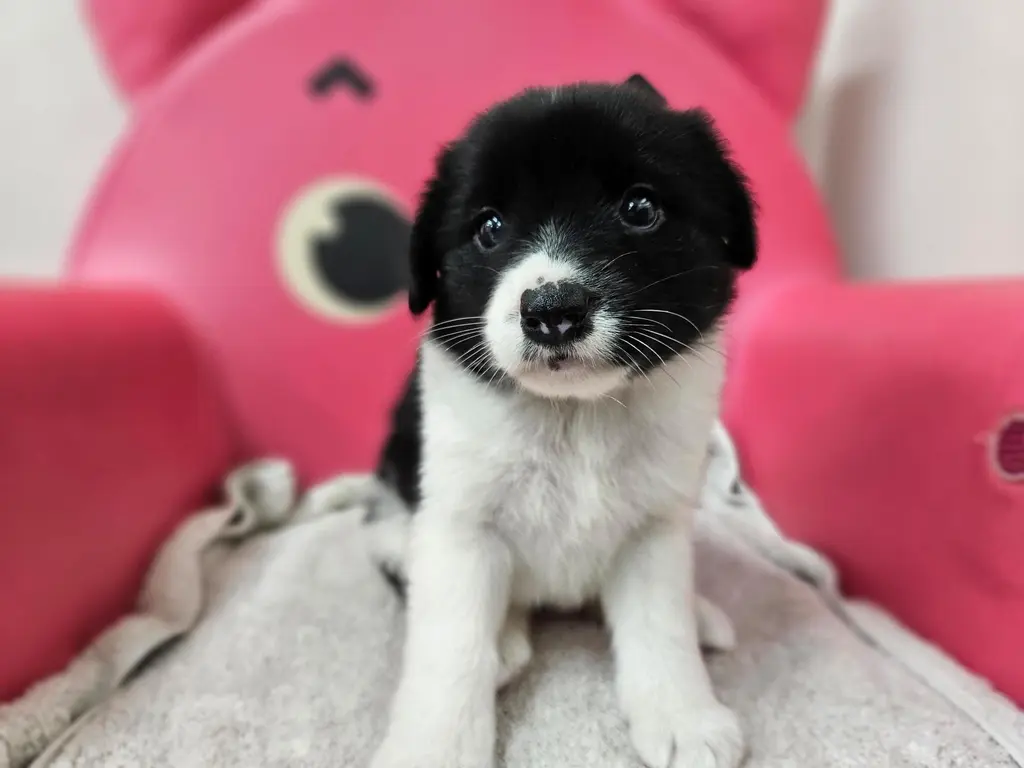 믹스견 보호중 사진
