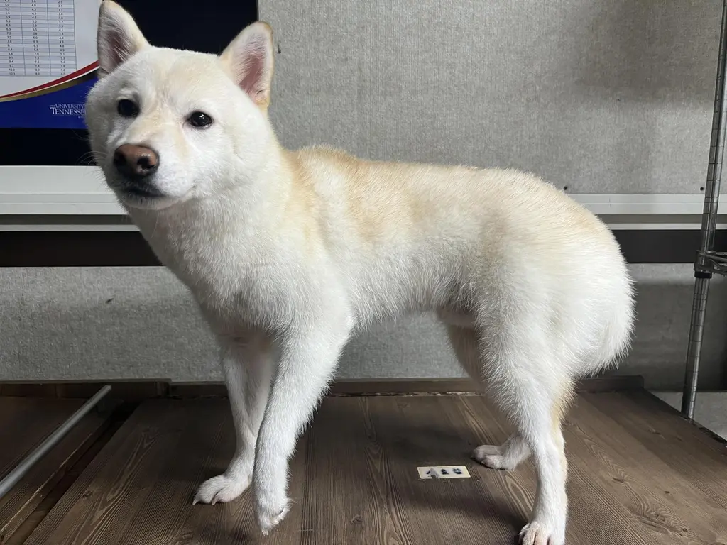 시바 보호중 사진