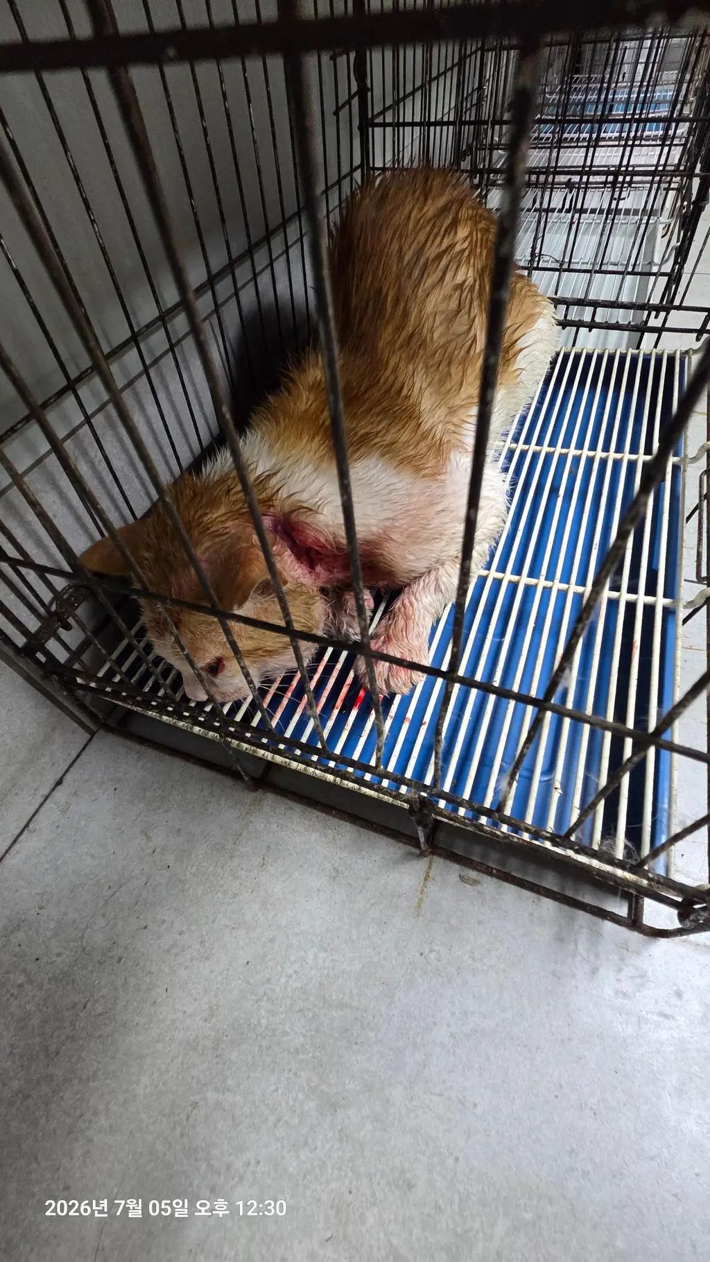 한국 고양이 보호중 사진