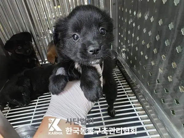 믹스견 보호중 사진