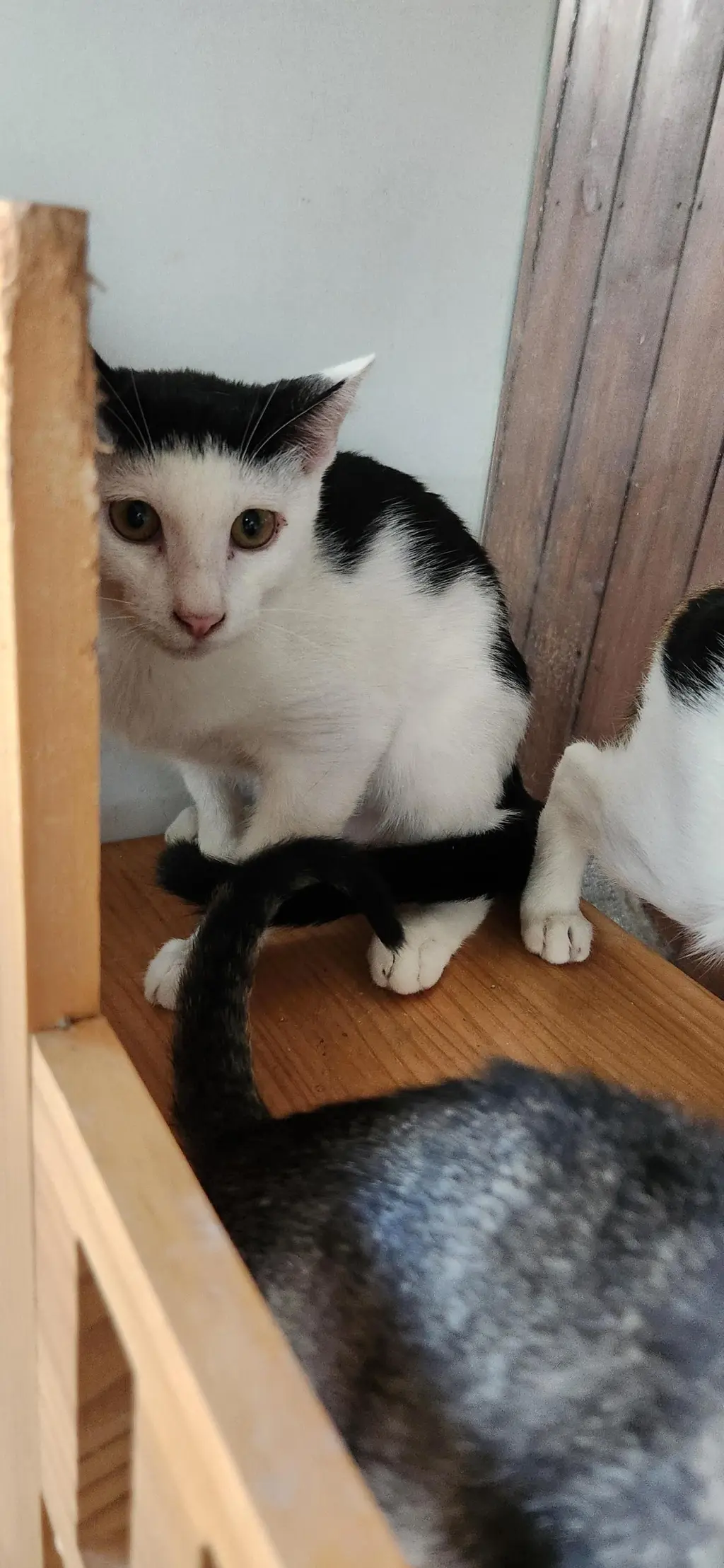 한국 고양이 보호중 사진