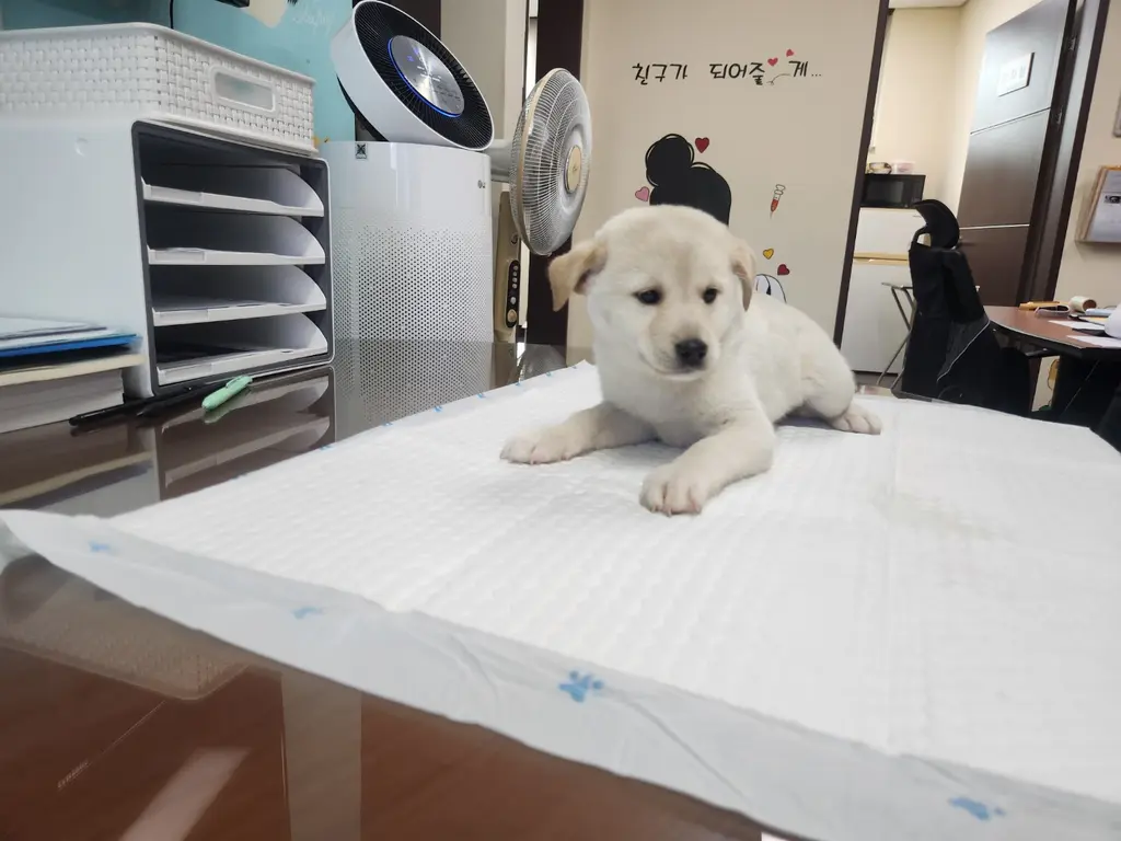 믹스견 보호중 사진