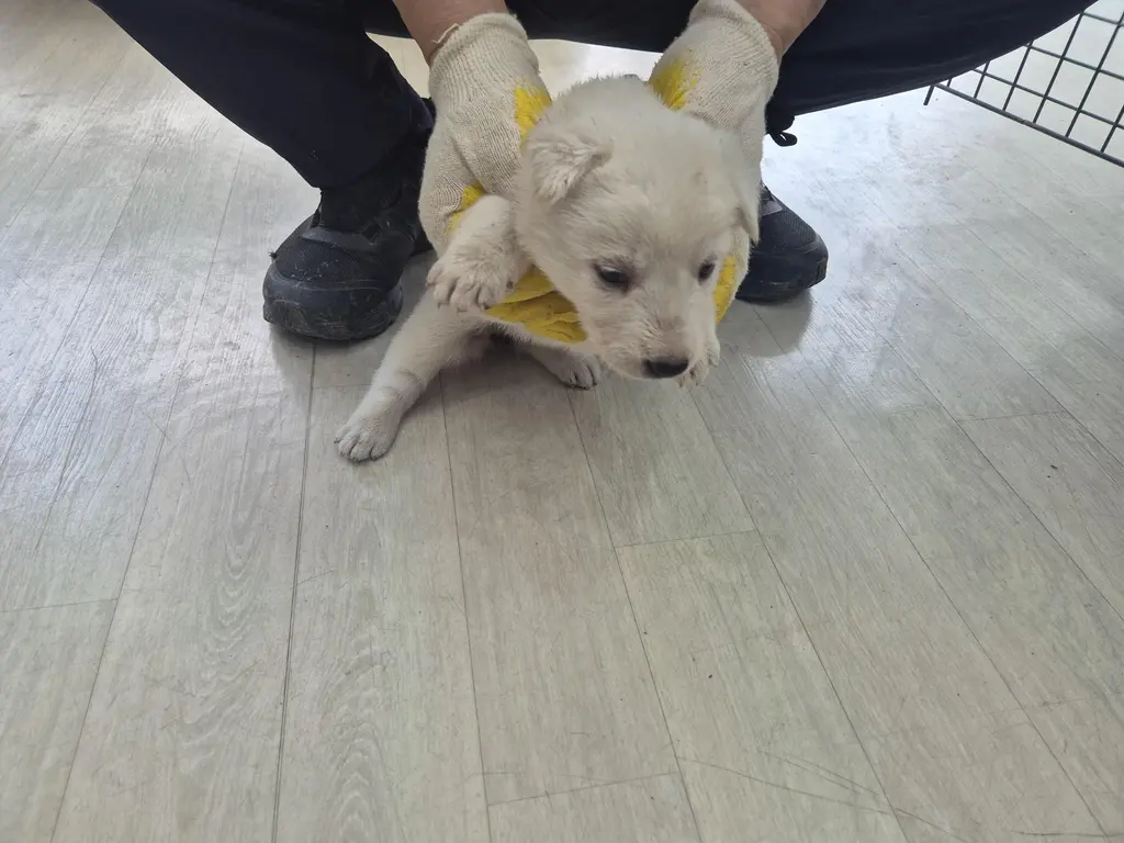 믹스견 보호중 사진