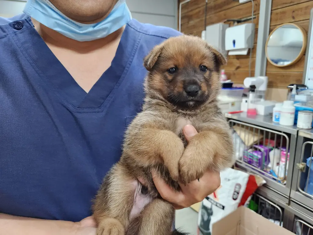 믹스견 보호중 사진