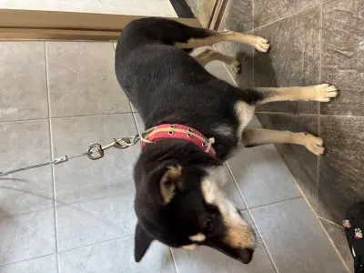 믹스견 보호중 사진