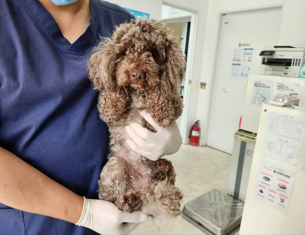 푸들 보호중 사진